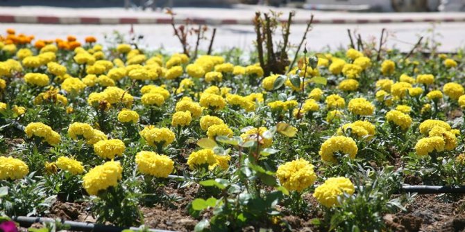 EKİNÖZÜ ÇİÇEK AÇTI