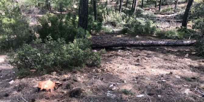 KESTİĞİ AĞAÇ CANINDAN ETTİ