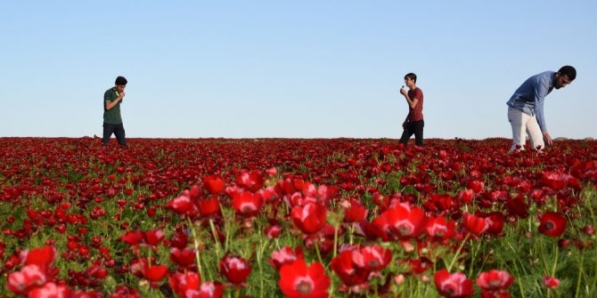 GELİNCİK ÇİÇEKLERİ GÜNEYDOĞU’YU KIZILA BOYADI