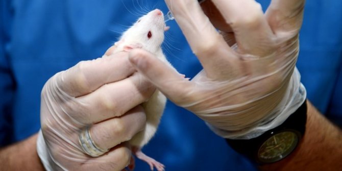 BİLİM İNSANLARI DÜNYADAKİ İLK FARE KAFASI NAKLİNE İMZA ATTI