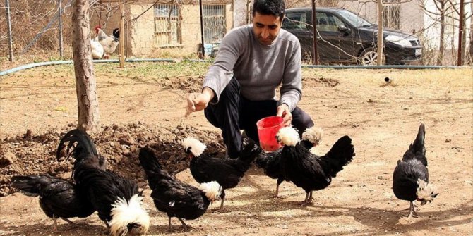 BEŞİKTAŞ SEVGİSİ YETİŞTİRDİĞİ TAVUKLARA DA YANSIDI