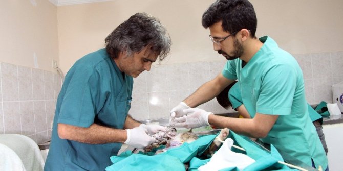 TELEF OLAN HAMİLE KEDİYE SEZARYEN