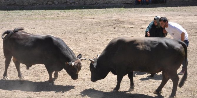 ARTVİN’DE GELENEKSEL BOĞA GÜREŞLERİ DEVAM EDİYOR