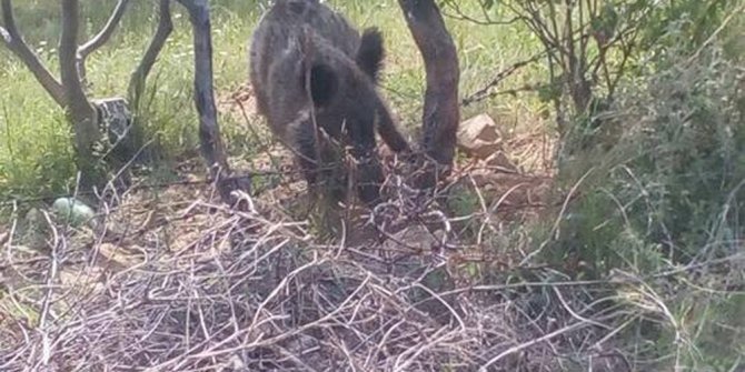 TUZAĞA YAKALANAN DOMUZU İTFAİYE KURTARDI