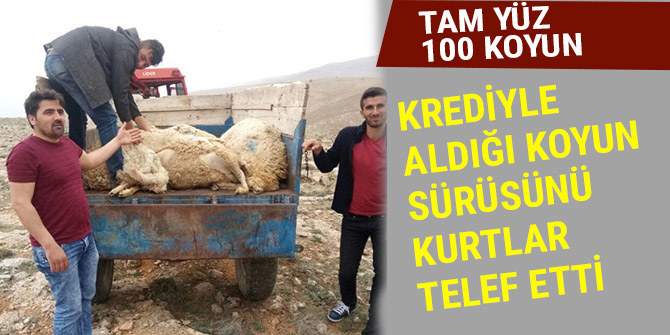 KREDİYLE ALDIĞI KOYUN SÜRÜSÜNÜ KURTLAR TELEF ETTİ