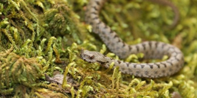 O KANYONDA İLK KEZ GÖRÜNTÜLENDİ