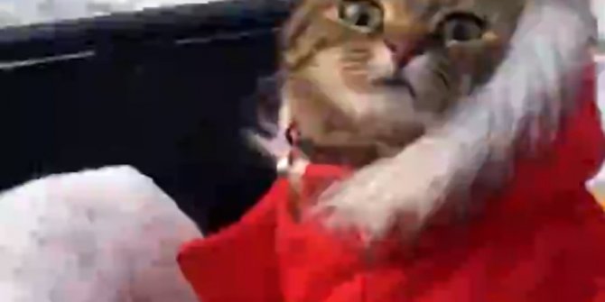 KEDİSİNE MONT GİYDİRDİ, ATV'YLE ŞEHRİ GEZDİRDİ