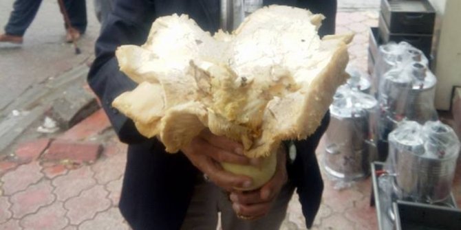 5 KİLOLUK MANTAR GÖRENLERİ ŞAŞIRTTI