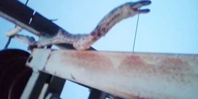 2 METRELİK YILAN 12 KÖYÜ KARANLIKTA BIRAKTI