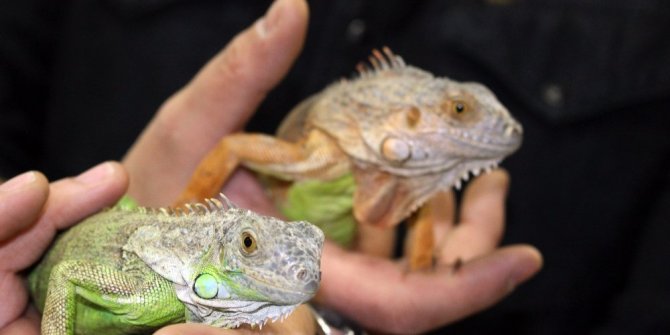 İGUANALAR ÇOCUKLARIN İLGİ ODAĞI OLDU