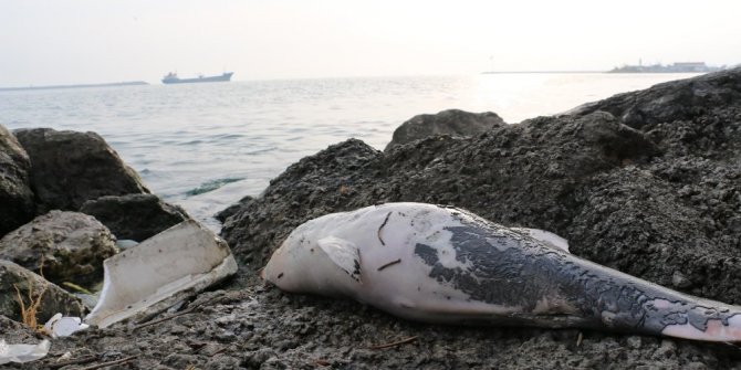 KARADENİZ’DE YÜREK BURKAN GÖRÜNTÜ
