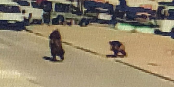 ŞEHRE İNEN YABAN DOMUZU GENÇ KADINI KOVALADI