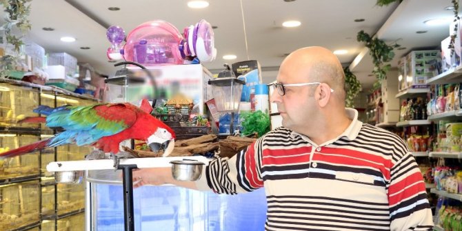 BU PAPAĞAN OTOMOBİL FİYATINA SATILIYOR