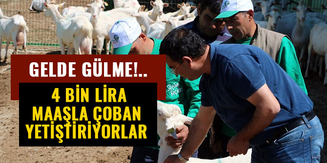 4 BİN LİRA MAAŞLA ÇOBAN YETİŞTİRİYORLAR