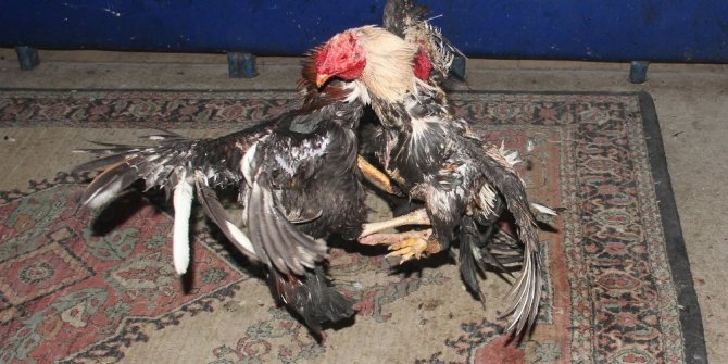 "MİKE TYSON" VE "ANTHONY JOSHUA" KURTARILDI