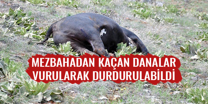 MEZBAHADAN KAÇAN DANALAR, VURULARAK DURDURULABİLDİ