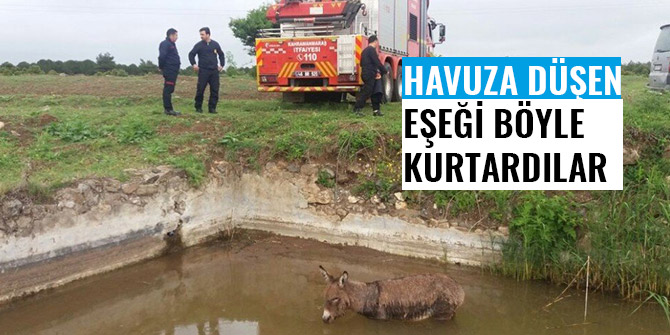 HAVUZA DÜŞEN EŞEĞİ BÖYLE KURTARDILAR