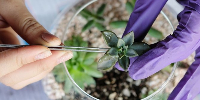 ANNELER İLE ÇOCUKLARI TERARYUM ATÖLYESİNDE BULUŞUYOR