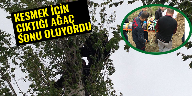 KESMEK İÇİN ÇIKTIĞI AĞAÇ SONU OLUYORDU