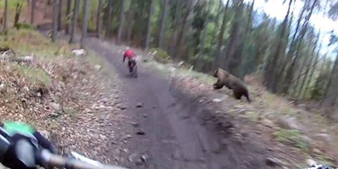 BİSİKLETLİLER AYIDAN KIL PAYI KURTULDU