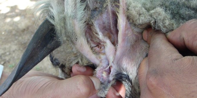 KULAĞINDAN İKİNCİ BİR AĞIZ ORTAYA ÇIKTI