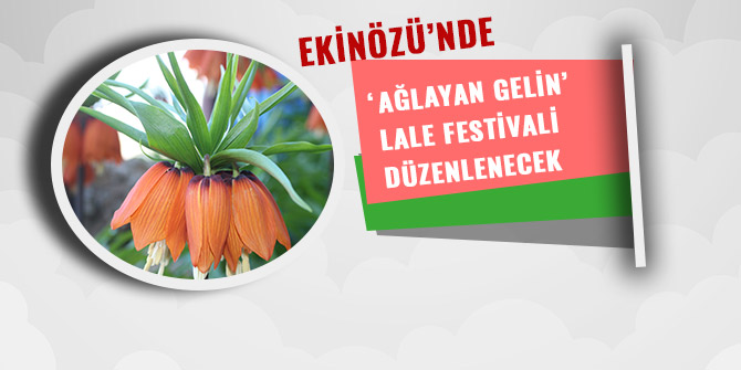 EKİNÖZÜ’NDE ’AĞLAYAN GELİN ‘’ LALE FESTİVALİ DÜZENLENECEK