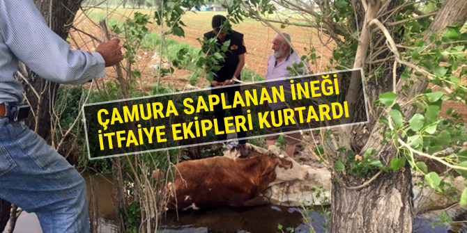 ÇAMURA SAPLANAN İNEĞİ İTFAİYE EKİPLERİ KURTARDI