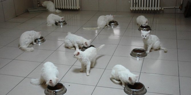 VAN KEDİLERİ ÇOĞALIYOR