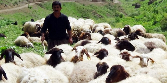 YAYLACILARIN KATO’DAKİ ZORLU MESAİSİ BAŞLADI