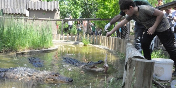 BU NE CESARET! DEV TİMSAHLARI ELLERİ İLE BESLEDİLER