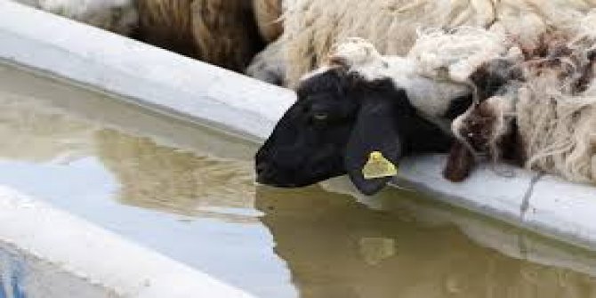 60 BİN KÜÇÜKBAŞ HAYVAN SUYA KAVUŞTU