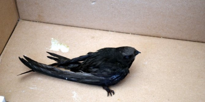 ELBİSTAN'DA YARALI EBABİLE VATANDAŞ SAHİP ÇIKTI