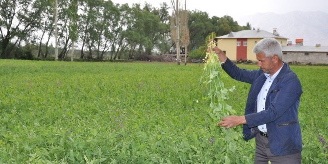 ELBİSTAN’DA YEM BEZELYESİ EKİMİ BAŞARILI SONUÇ VERDİ