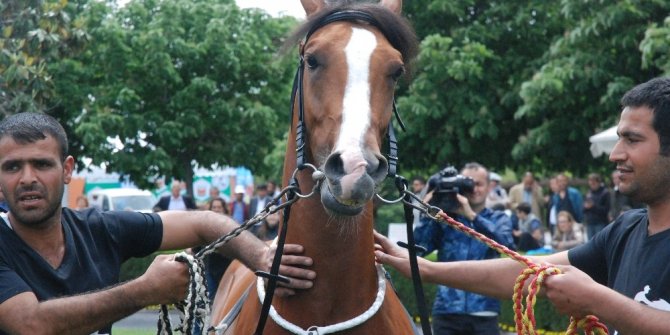 EN GÜZEL AT SEÇİLDİ