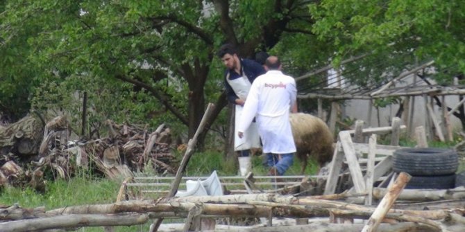 KURBANLIK KOYUN PEŞİNDEN KOŞTURDU
