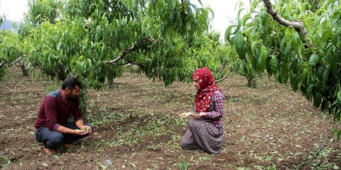 ELAZIĞ'DA CEVİZ BÜYÜKLÜĞÜNDE DOLU EKİNLERE ZARAR VERDİ