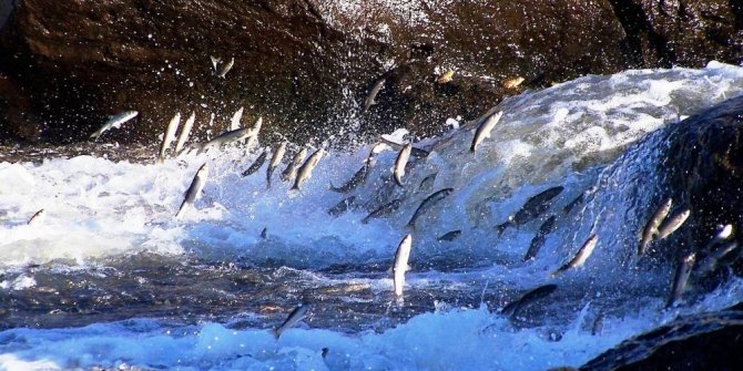 BALIKLARIN DANSINA YOĞUN İLGİ