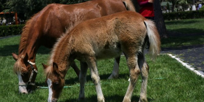 DOĞMASI SÜRPRİZ OLUNCA ADI DA SÜRPRİZ OLDU