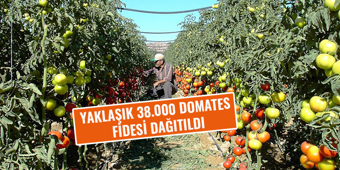YAKLAŞIK 38.000 DOMATES FİDESİ DAĞITILDI