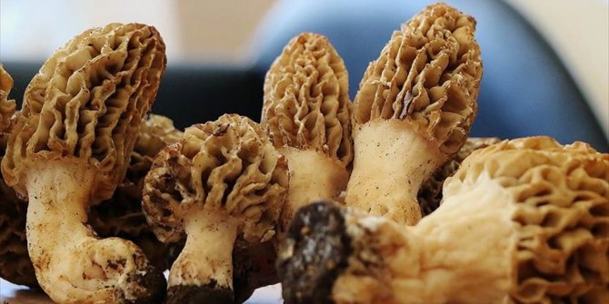 'ALTIN DEĞERİ'NDEKİ MANTARIN ÖZÜNÜ İHRAÇ EDİYORLAR