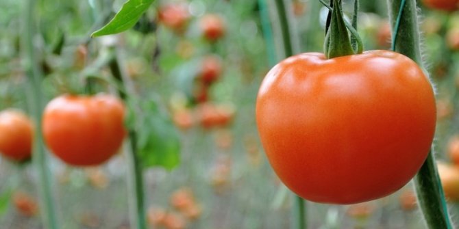 BAKANLIKTAN IRAK’IN DOMATES KARARINA İLİŞKİN AÇIKLAMA