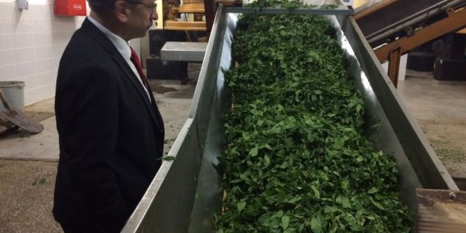 3 HAFTADA 64 BİN 300 TON YAŞ ÇAY ALINDI