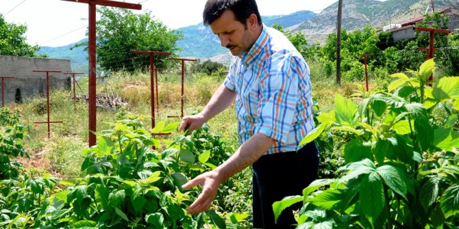 FRAMBUAZ YETİŞTİRİCİLİĞİ KAHRAMANMARAŞ’TA