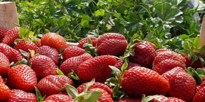 YAŞ MEYVE VE SEBZE SEKTÖRÜNDE RUSYA SEVİNCİ