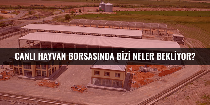 CANLI HAYVAN BORSASINDA BİZİ NELER BEKLİYOR?