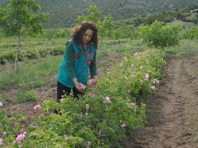 GÜL ÜRETİMİNDE MİLYONLUK SU TASARRUFU