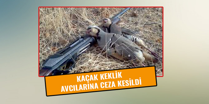 KAÇAK KEKLİK AVCILARINA CEZA KESİLDİ