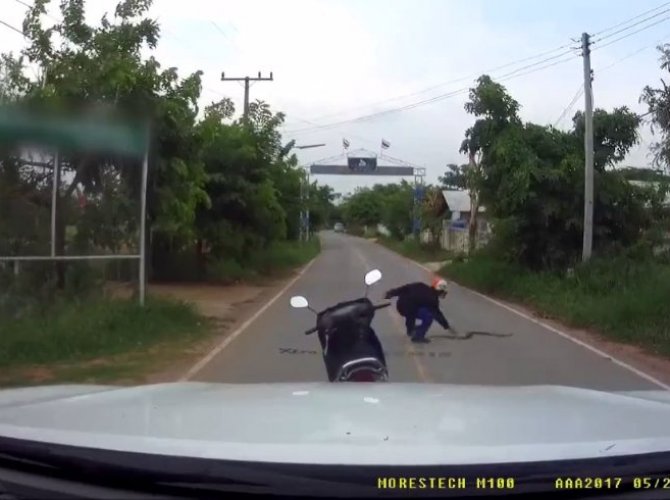 YILANDAN KORKMAK YERİNE YERDEN YERE VURDU