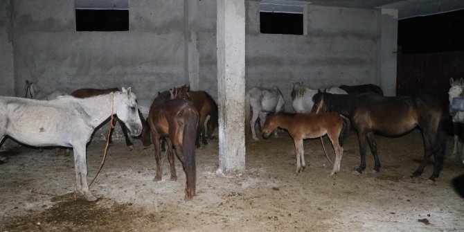 VATANDAŞA AT ETİ YEDİRECEKLERDİ !