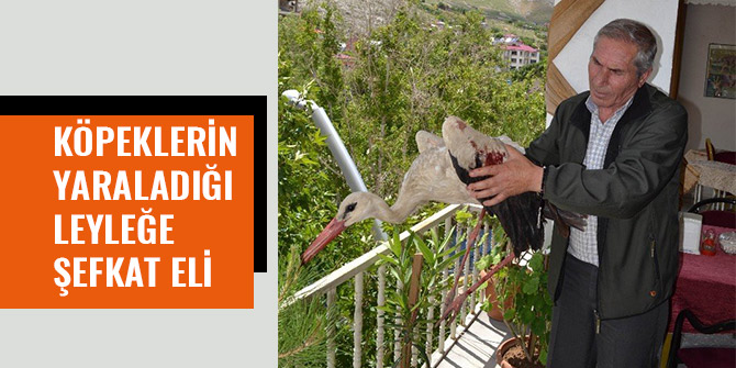 KÖPEKLERİN YARALADIĞI LEYLEĞE ŞEFKAT ELİ